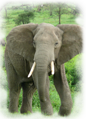 An African bull elephant can weigh over 8 tonnes (17,500 pounds) and be over 7 metres long (23 feet). Photo by nickandmel2006