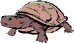 tiny_tortoise