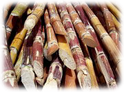 Sugar cane, cut and ready for processing. Image: Wikipedia