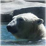Polar bears need ice (Sandra Cobet)