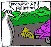 ... because of pollution