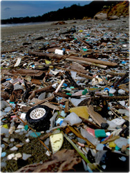 This beach in Oregon, USA, is almost entirely covered in plastic trash. Photo by Jason Karn
width=