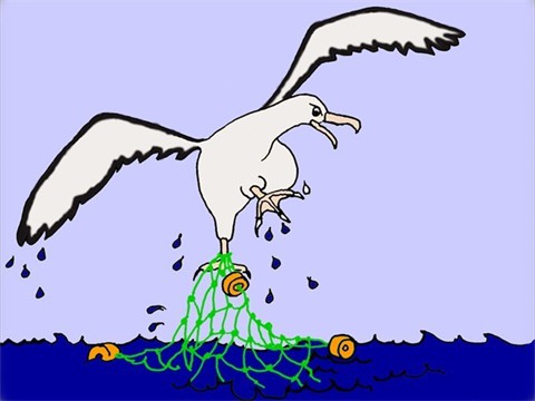 This poor albatross is stuck in an old plastic fishing net