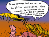 Le plastique empoisonne aussi les animaux qui les mangent