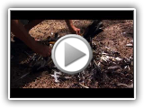Marine Plastic Pollution (NatGeo)
