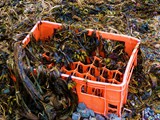 Corbeille de plage en plastique. Photo: by Kim F