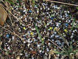 Gravier plastique, Ecosse. Photo: Barbara Agnew