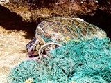 Tortue empêtrée dans des débris marins ( fantôme net) .
